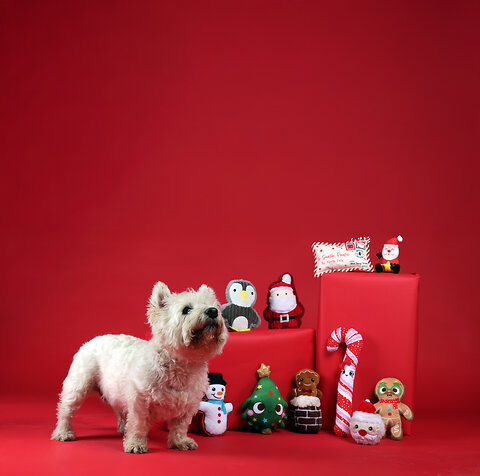 How to Celebrate Christmas With Your Pet