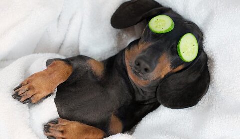 Dog Friendly Spas