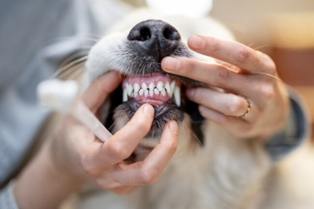 Dog's teeth.