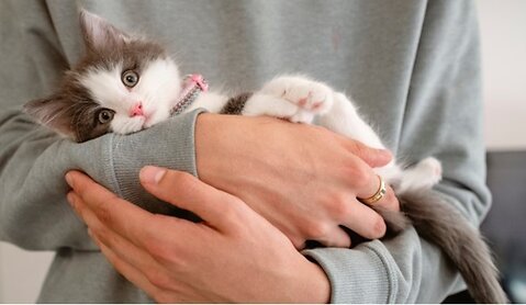 Everything You Wanted to Know About Pet Sitting