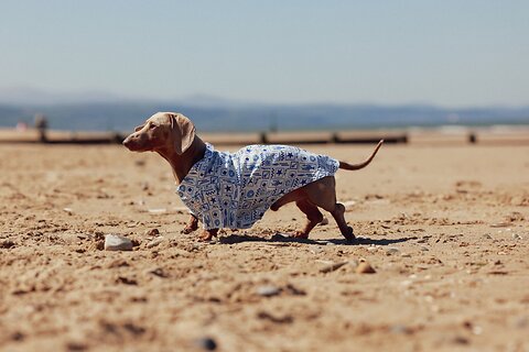 Summer Style Guide For Dogs