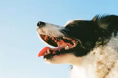 How To Practice Good Dental Hygiene