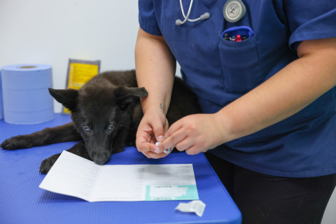 Flea & Worm FAQs: Answers From The Experts