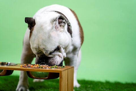 Watching Your Pet's Weight