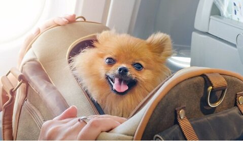 5 Essential Tips for Travelling with Pets