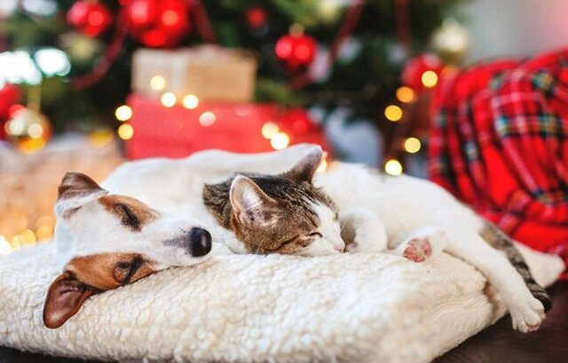 Dog and cat cuddling together.