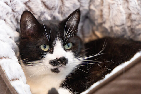 What is Feline Lower Urinary Tract Disease FLUTD?