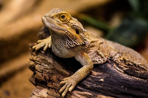 Bearded Dragon Guide - Care, Habitat & Tips