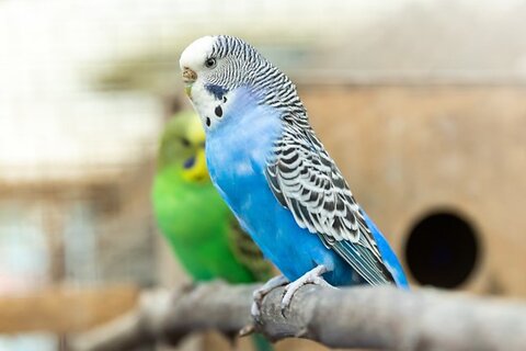 Picking a Bird Cage