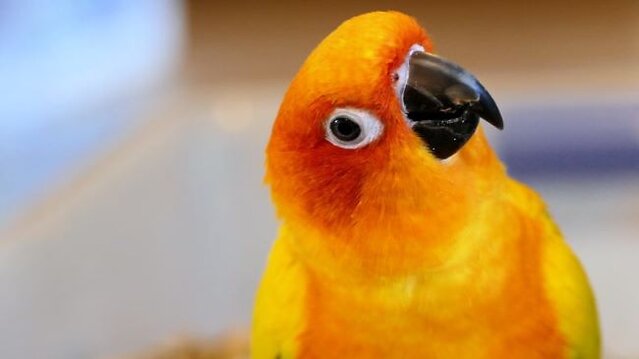 Orange coloured bird tilting its head.