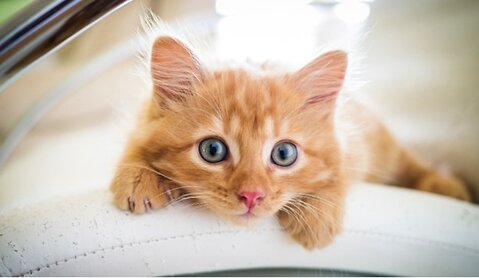 A Complete Guide to Kitten Teething