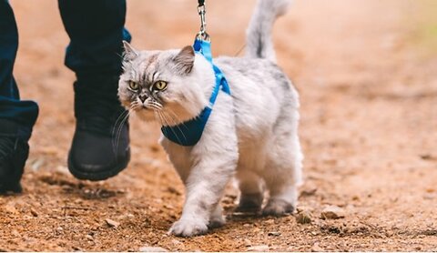 A Guide to Cat Leads & Harnesses