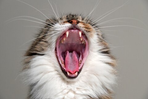 Everything You Need to Know About Cat Dental Care