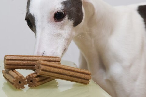 Tooth Loss In Dogs