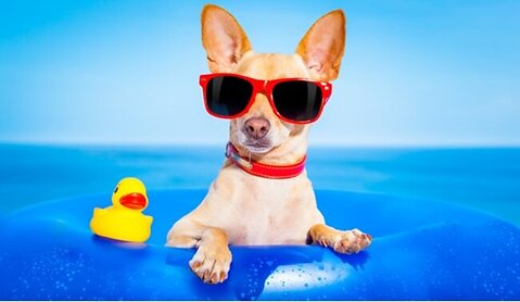 Holiday Pet Essentials