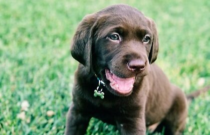 Outdoor Safety for Puppies