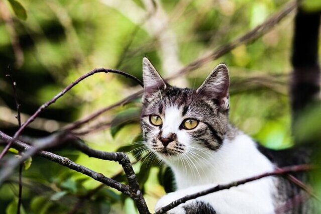 Cat looking ahead.