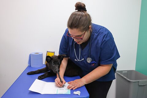 How Do Dogs Get Fleas?