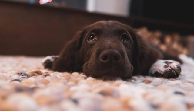 Dog lying down.