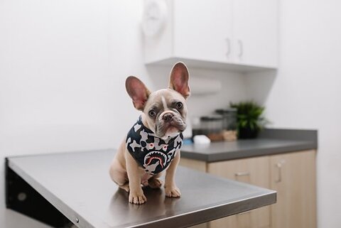 Everything You Need to Know About Puppy Vaccinations