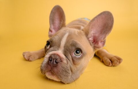 Cherry Eye in Dogs
