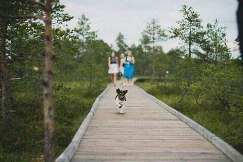 Weekend Away Essentials For Your Dog