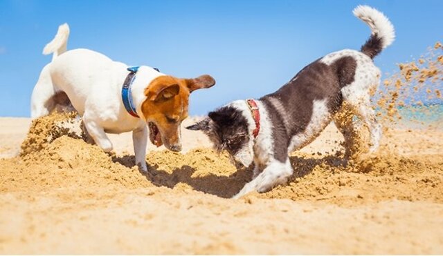 Dogs digging up sand.