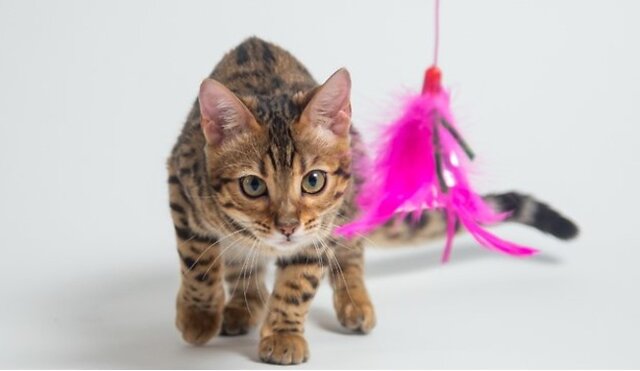 Cat playing with their toy.