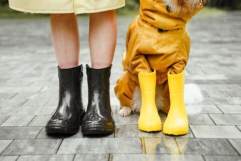 The Best Dog Coats for the Rainy Season