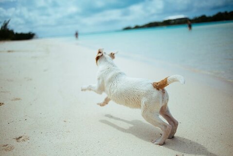 Unleash the Top 5 Pet-friendly UK Retreats with Sykes Holiday Cottages