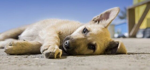 Dog is resting.