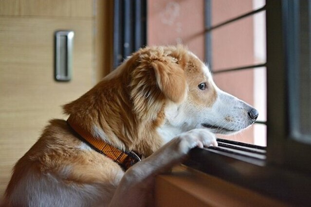Dog staring out the window.