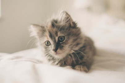 Kitten Vaccinations Complete Guide