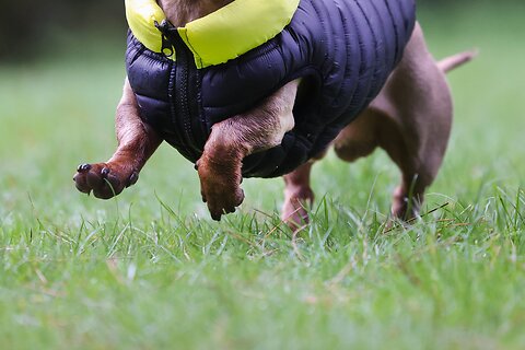How to Protect Your Dog's Paws in Winter