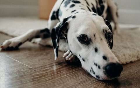 Worms in Dogs - The Guide