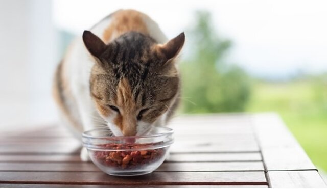 Cat eating their food on table.