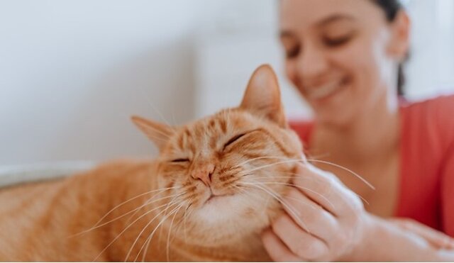Owner stroking their cat.