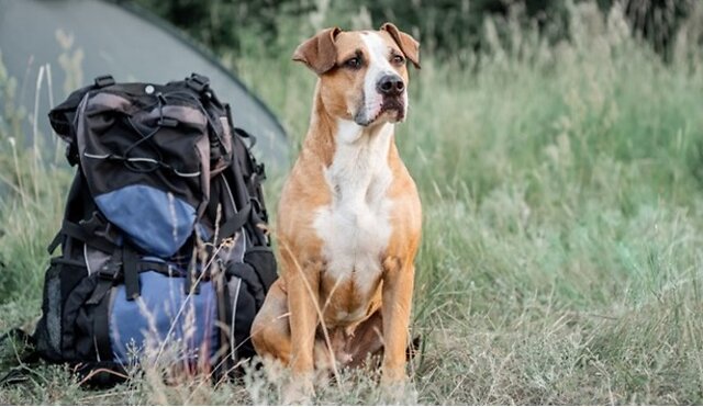 Dog next to their backpack.