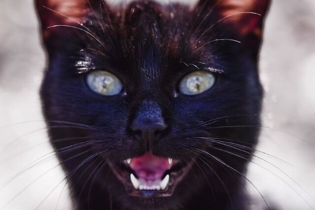 Cat staring with it's mouth slightly open.