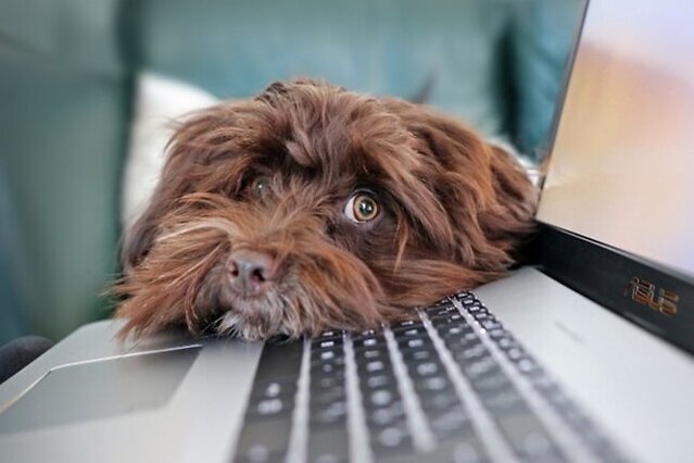 Dog sitting over the laptop.
