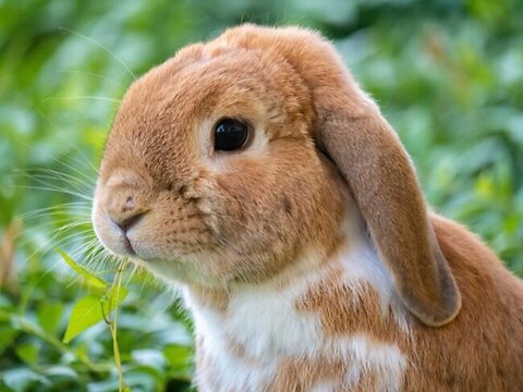 Can Indoor Rabbits Go Outside to Play?