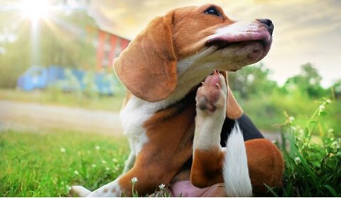 Should I Take My Dog For a Groom If It Has Fleas?