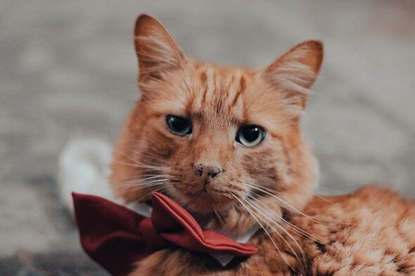 Cat wearing a bow.