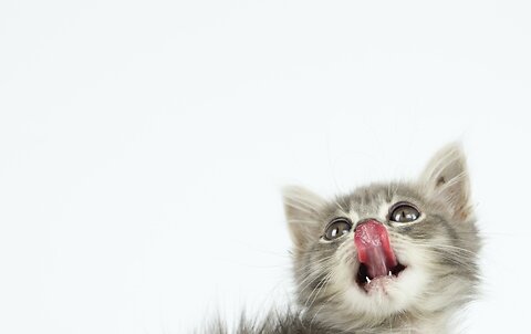 How Much to Feed a Kitten