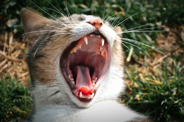 Cat with an open mouth.