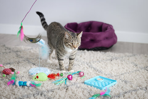 5 Fun Ideas For How To Keep a Pet Entertained Indoors