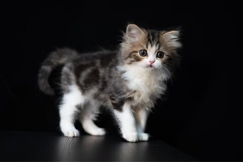 How to Train Your Kitten