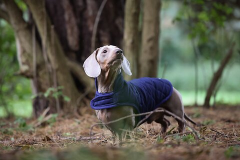 What is the average cost of owning a dog per month?