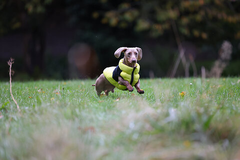 How to Keep a Dog Warm at Night: Our Top Tips
