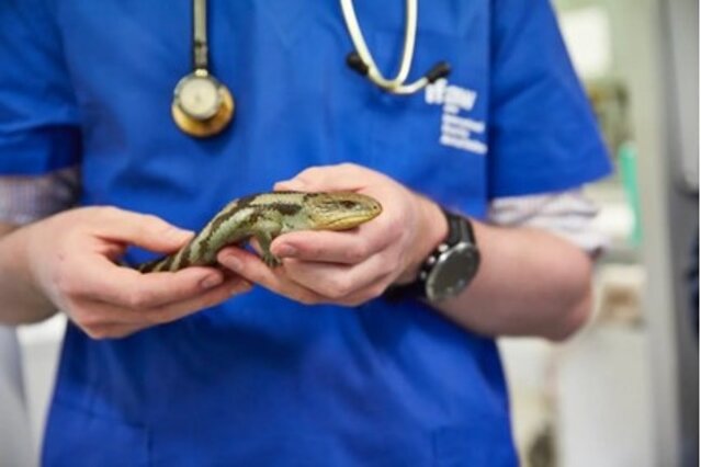 Vet holding lizard.